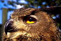 Eagle Owl (Bubo Bubo)
